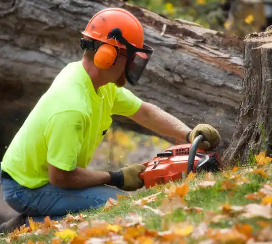 tree services Shaker Heights